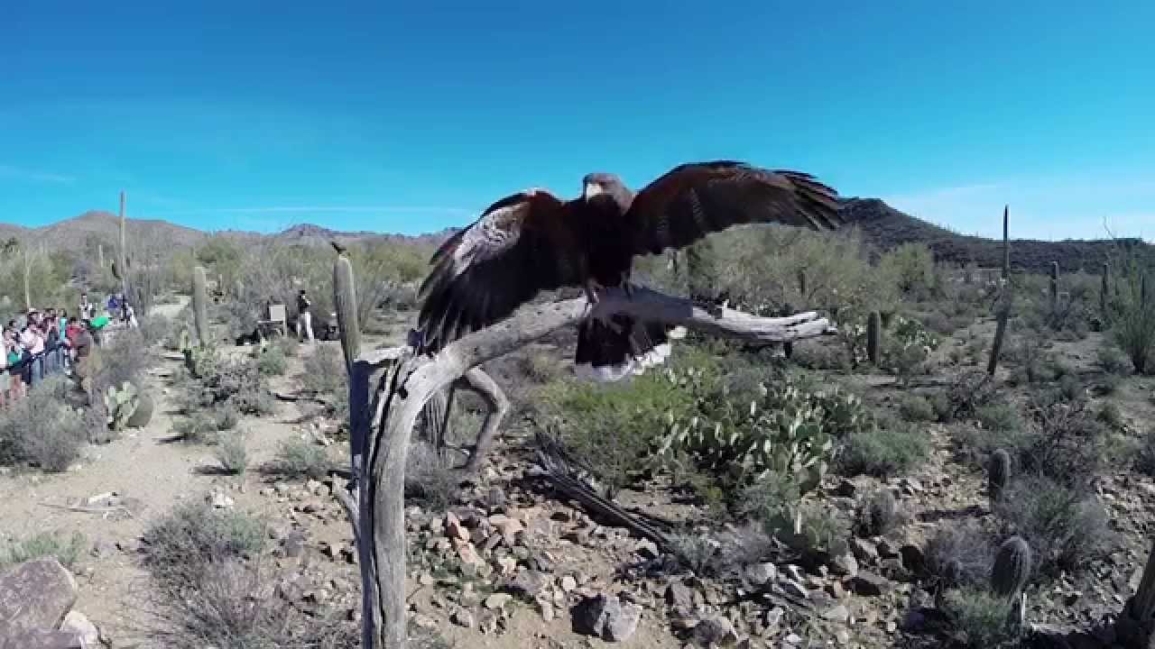 Harris's Hawks Soar at the Arizona-Sonora Desert Museum