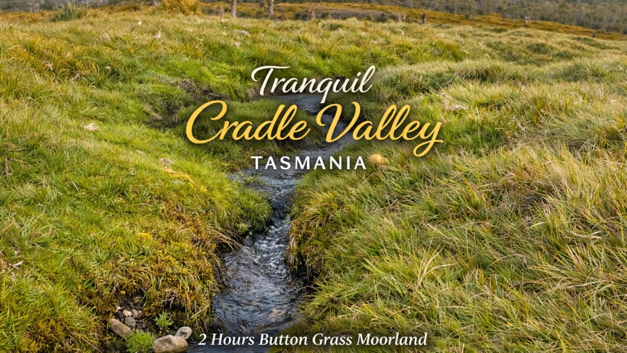 Cradle Valley Button Grass 🌿 2 Hour Water Ambience for Deep Sleep & Relaxation | Tasmania