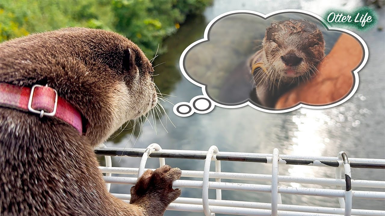 昔よくお散歩した場所へ５年ぶりにカワウソたちを連れてきた結果・・・！ [Otter Life Day 995]