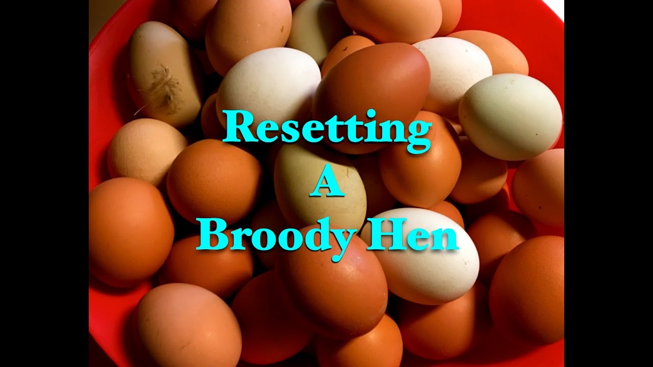 Resetting a Broody Hen~