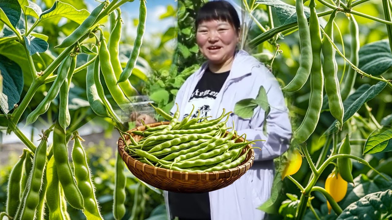 【陕北霞姐】豆角地硕果累累，霞姐却愁得吃不完！摘回去做“猪肉豆角炖粉条”，肉香十足，一家人直呼过瘾！