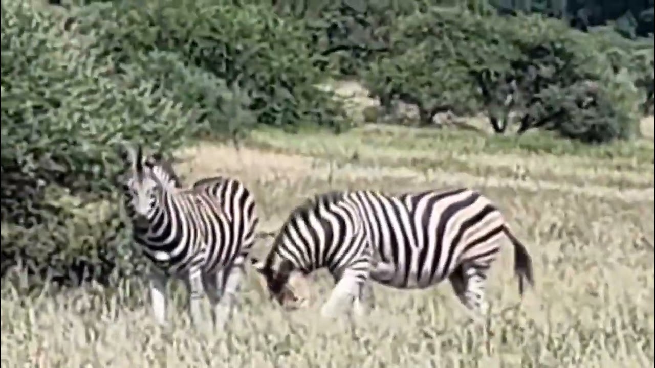 #wildlife#mapungubwenationalpark #zebrasroaming#viralvideo#southafrica