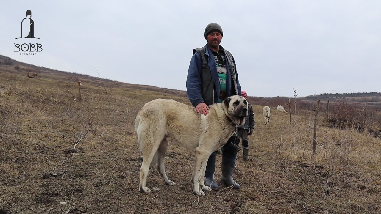 KANGAL și ciobănesc CARPATIN URIAȘI la stâna de oi BREZE a lui Chiorean Dafin, sat Ghirolt - Cluj