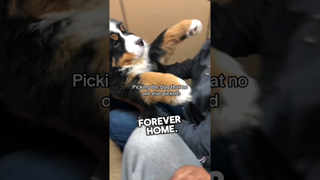 This dog&rsquo;s reaction of finally getting adopted is incredible #shorts