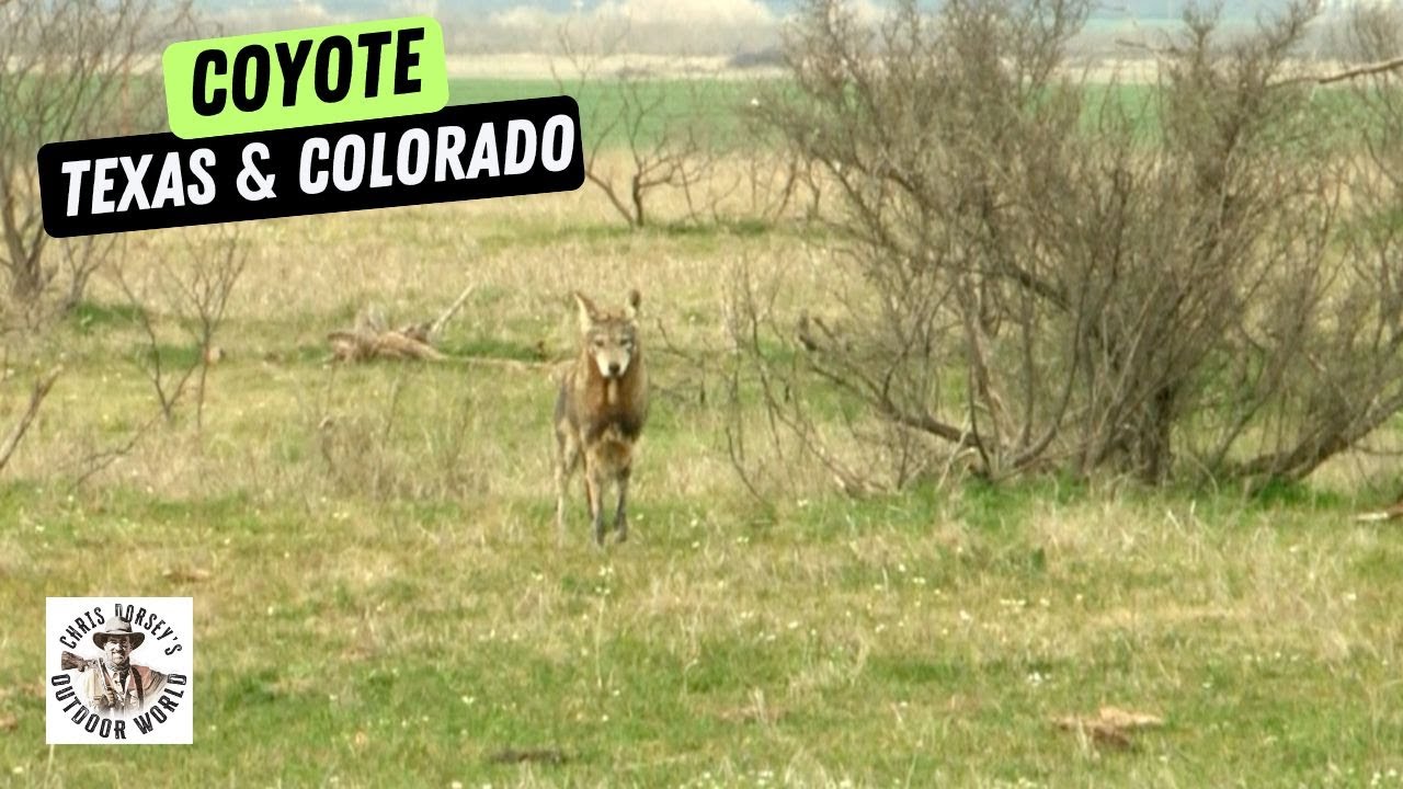 Hunting with 'Coyote Man' Clay Reid
