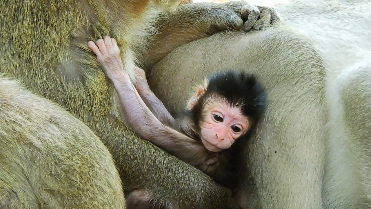 Baby Monkey Mira So Cute, Good Monkey In Amari And Mom Monkey Maria Good Take Care Baby