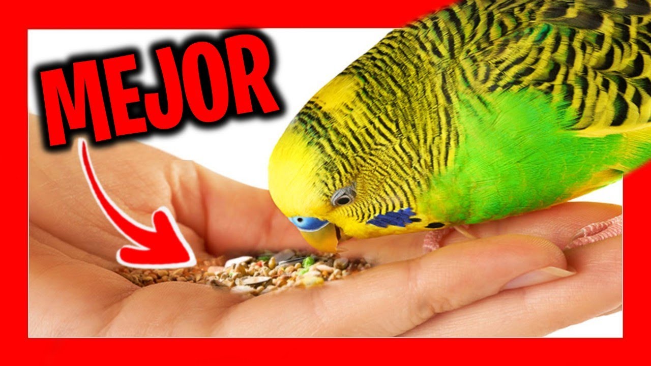 ✅ Лучшая еда для австралийских попугаев | Корм для попугаев