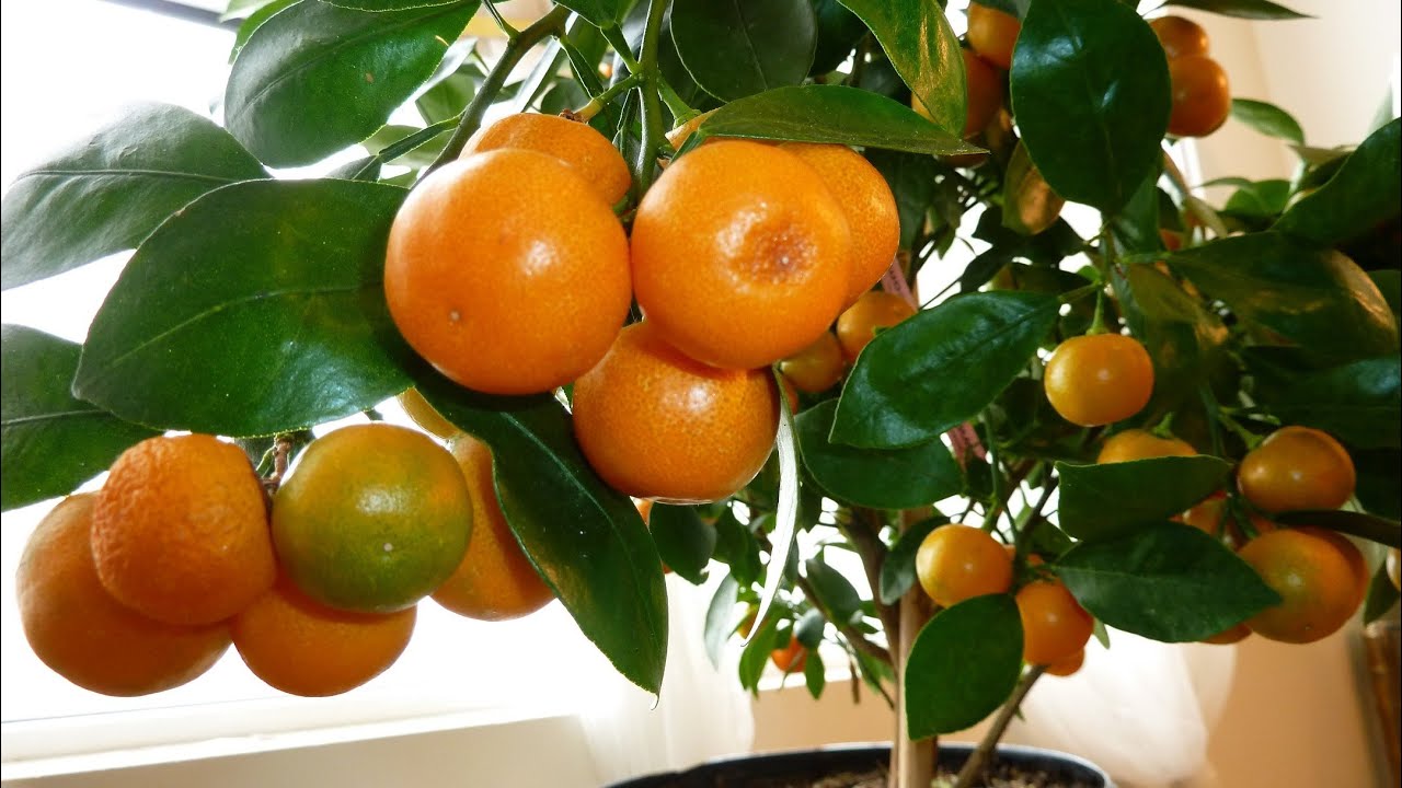 CALAMONDIN ORANGE Update : Best Indoor Citrus Plant | Miniature Orange - Part 2