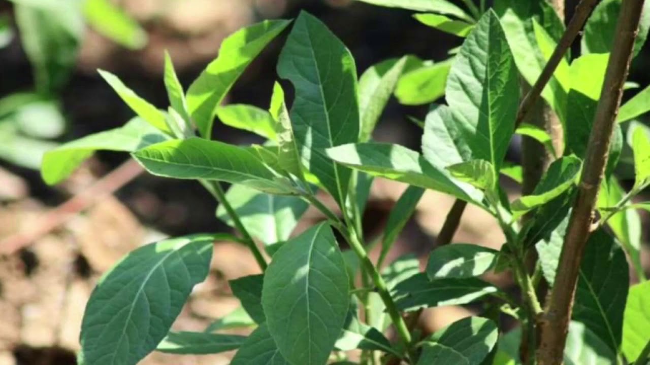 BITTER LEAF BENEFITS : 5 HERB BENEFITS OF BITTER LEAF THAT WILL SURPRISE YOU