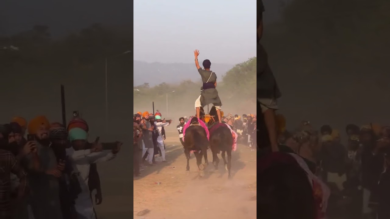 This Is Khalsa Fearlessness 💙⚔️ | Nihang Singh Horse Stunt | Holla Mohalla 2026 #shorts
