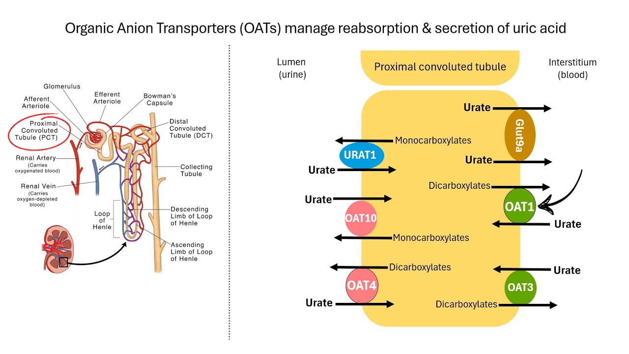 Why Thiazide Diuretics Cause Hyperuricemia (and Gout!) | Pharmacology Explained