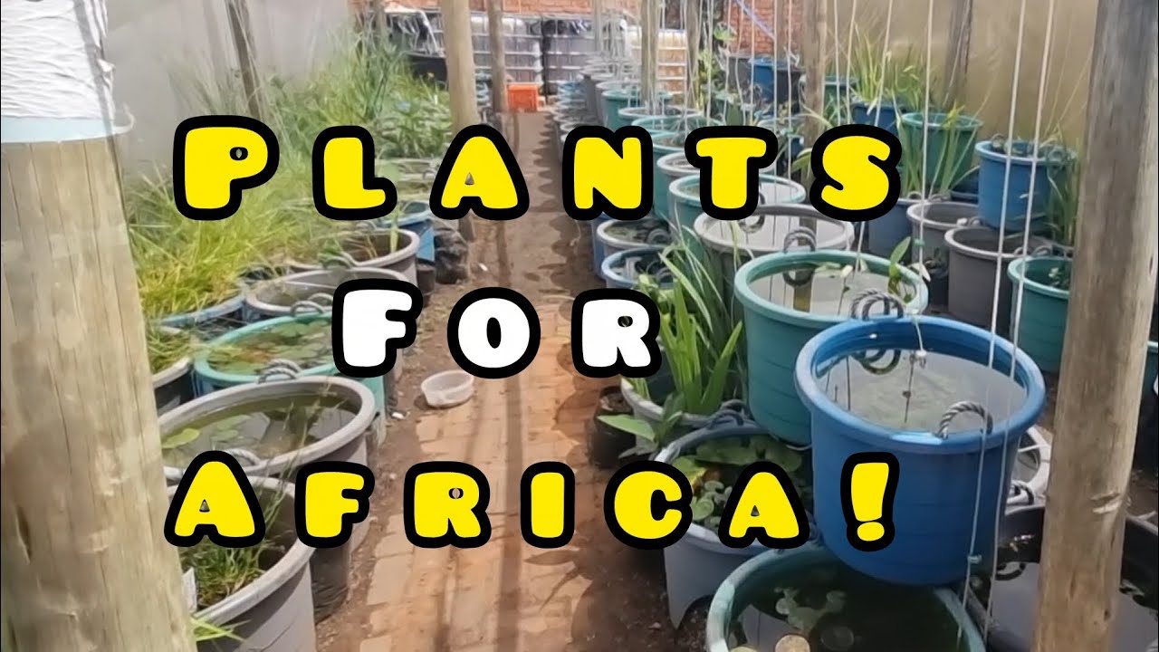 We visit AQUATIC PLANTS SA - Tons of AQUARIUM, Terrarium and Carnivorous Plants!