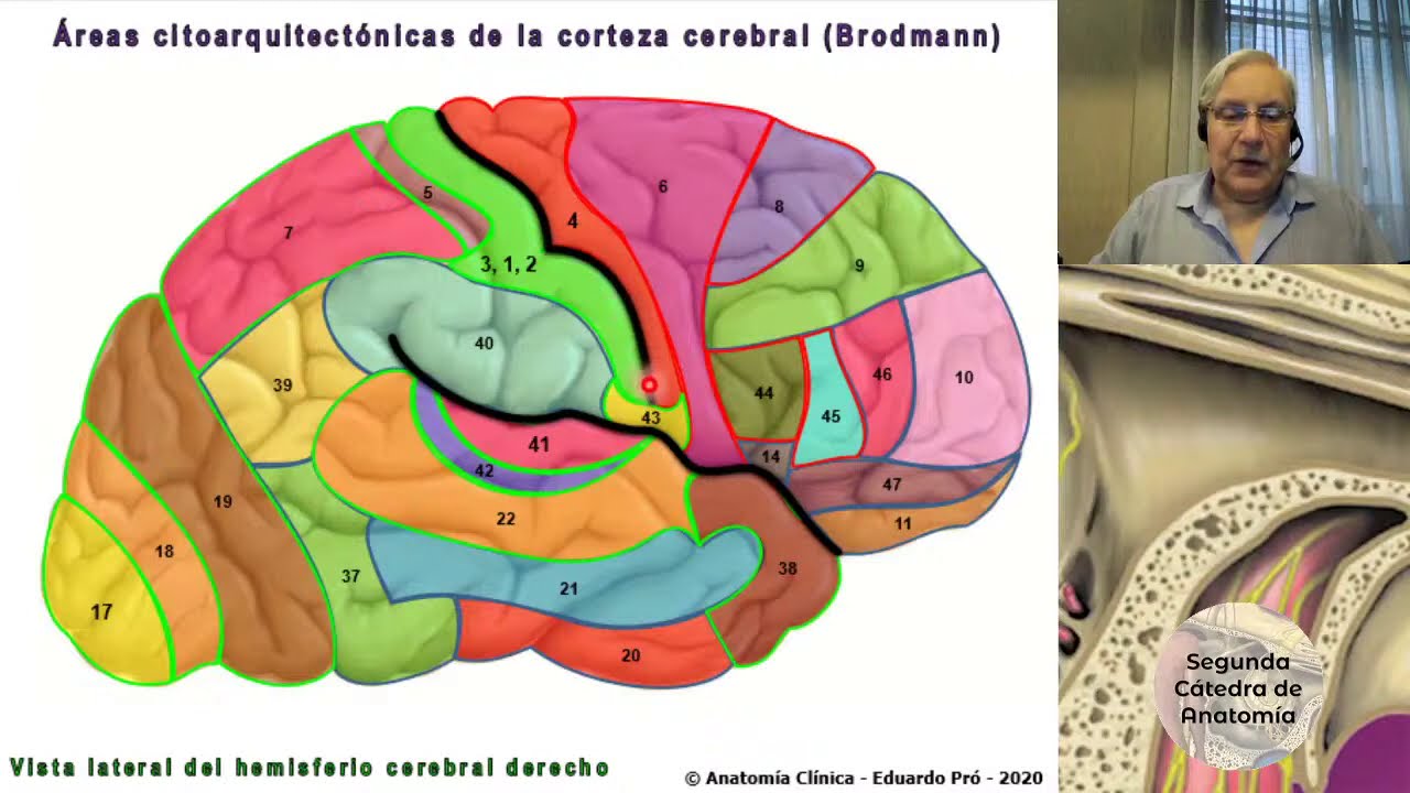 (2020) N1 | Generalidades Neuroanatomía | Profesor Eduardo A. Pró | Anatomía 2 | FMed UBA