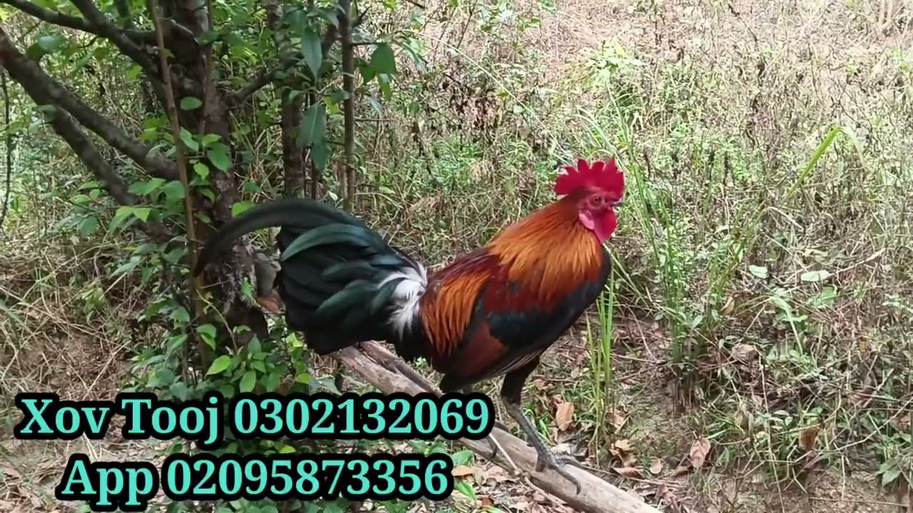 Qaib Dib f2 