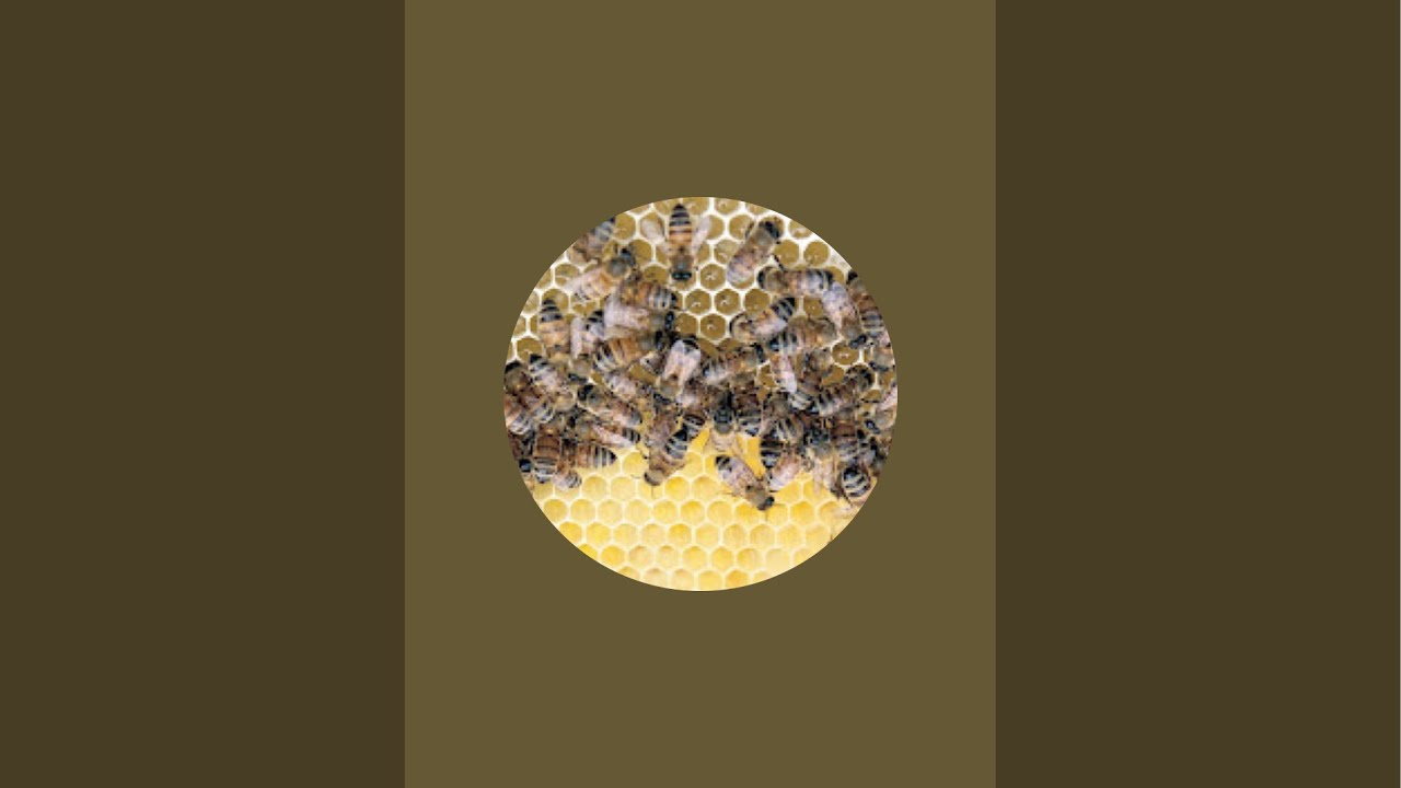 Internationaler Frühschoppen: Binder philosophiert am Bienenvolk mit Eberhard