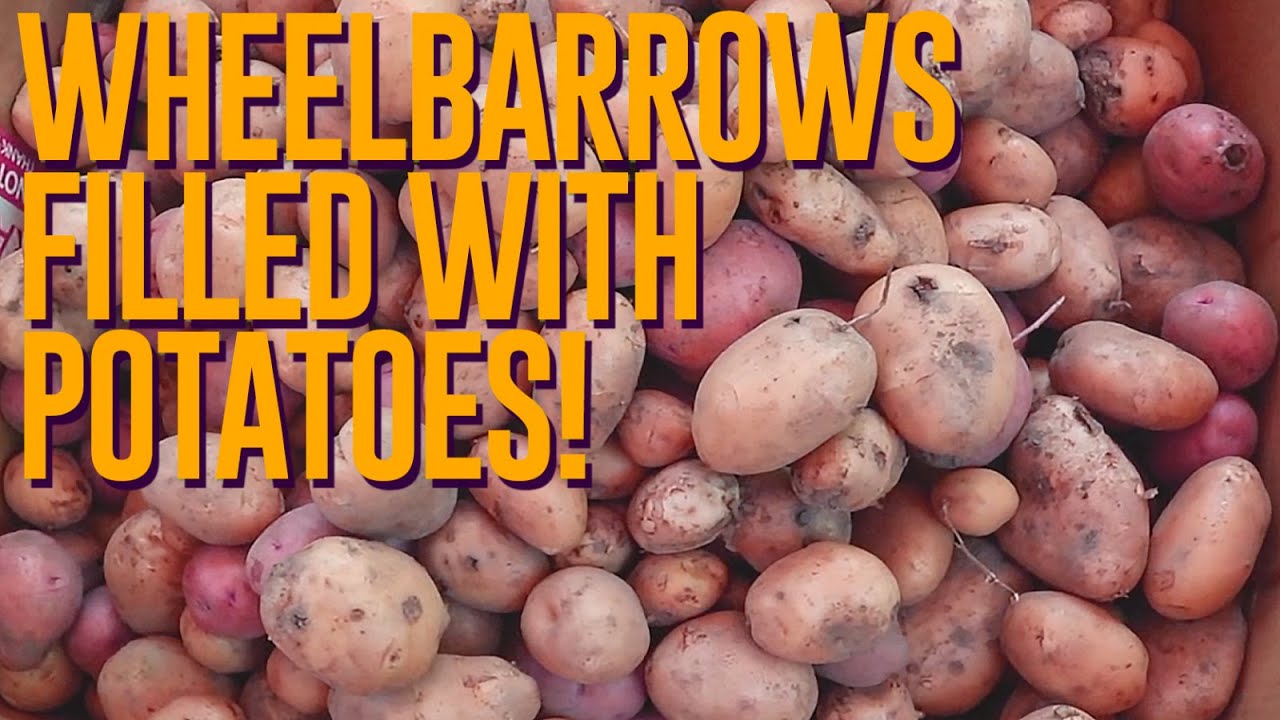 We Harvested HUNDREDS of Pounds of Potatoes