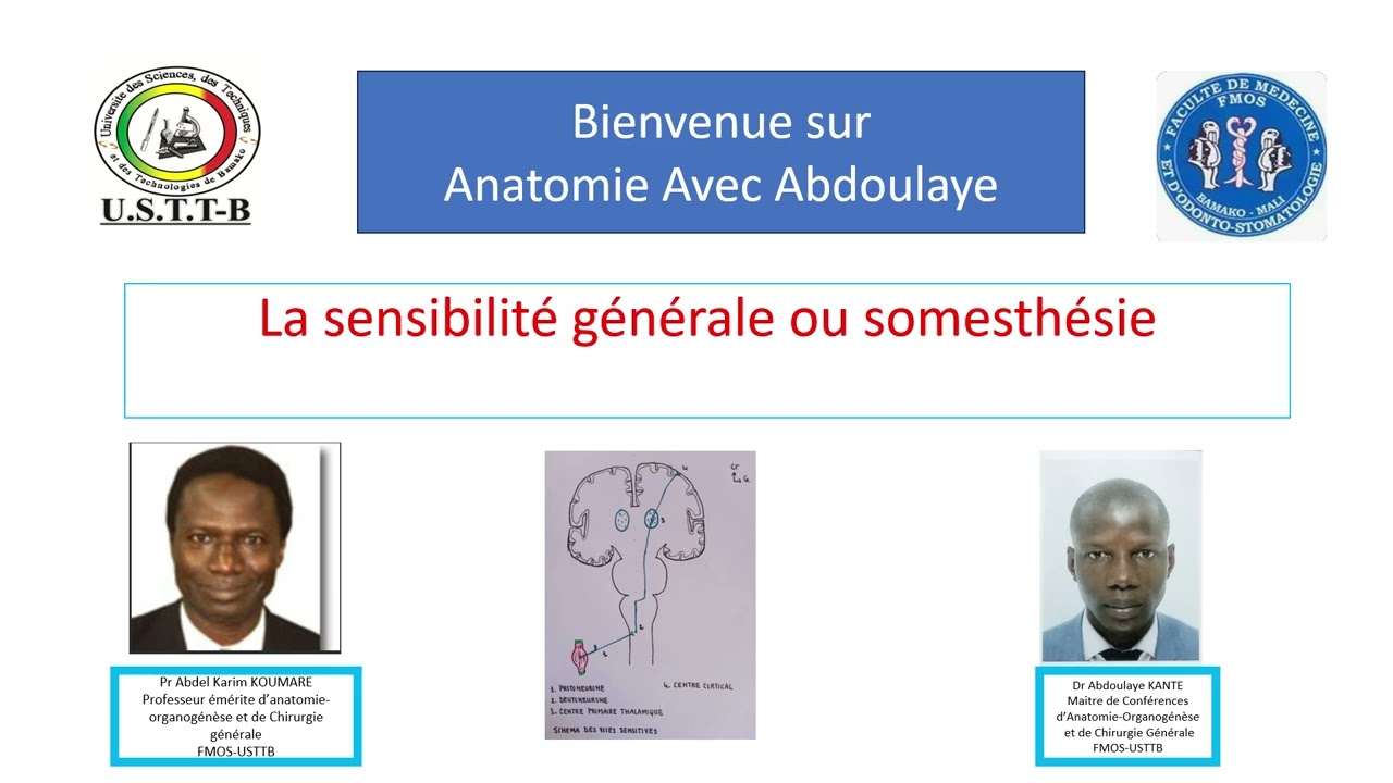 la sensibilité générale ou somesthésie