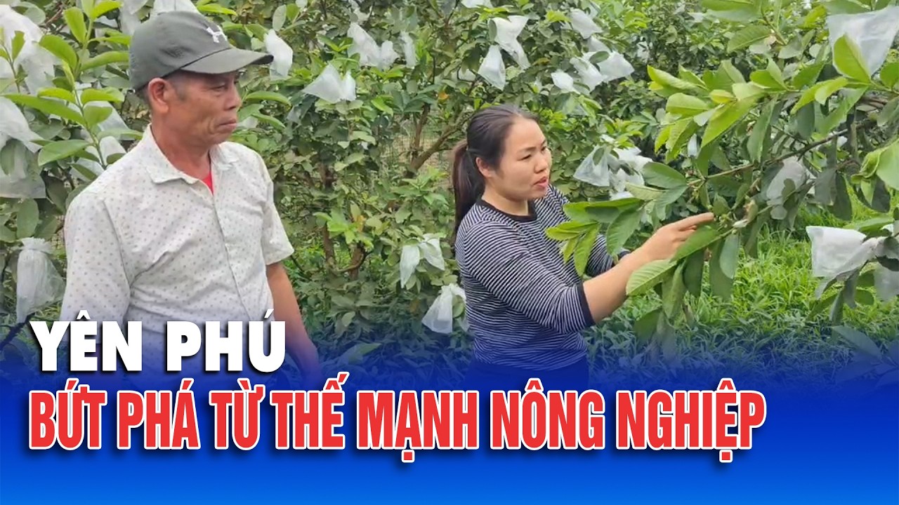 Yên Phú bứt phá từ thế mạnh nông nghiệp