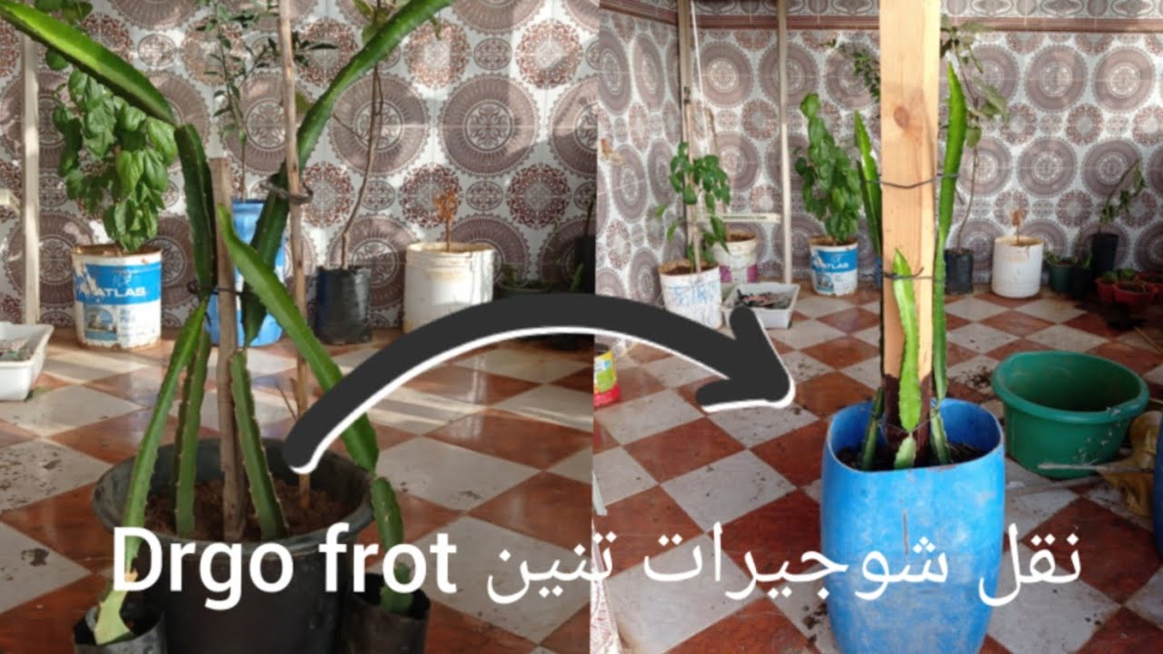 نقل شتلات التنين دراجون فروت إلى ألاصيص