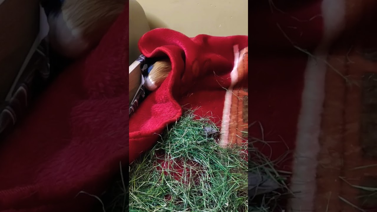 hide and seek 