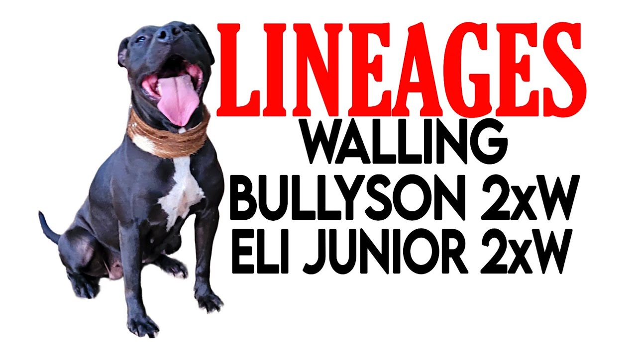 APBT LINEAGES - WALLING BULLYSON 2xW - ELI JUNIOR 2xW - BLOOD BOUDREAUX - #gamedogs #apbt #bulls