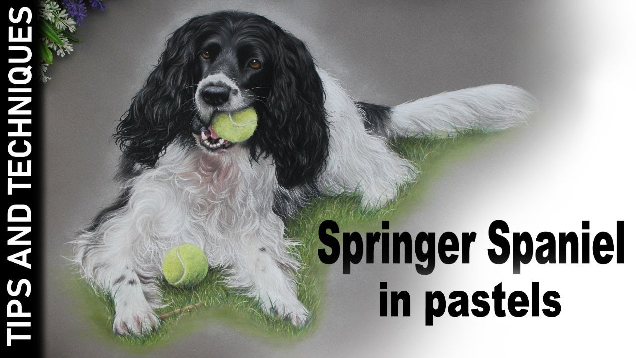 SPRINGER SPANIEL DRAWING IN PASTELS - TIMELAPSE