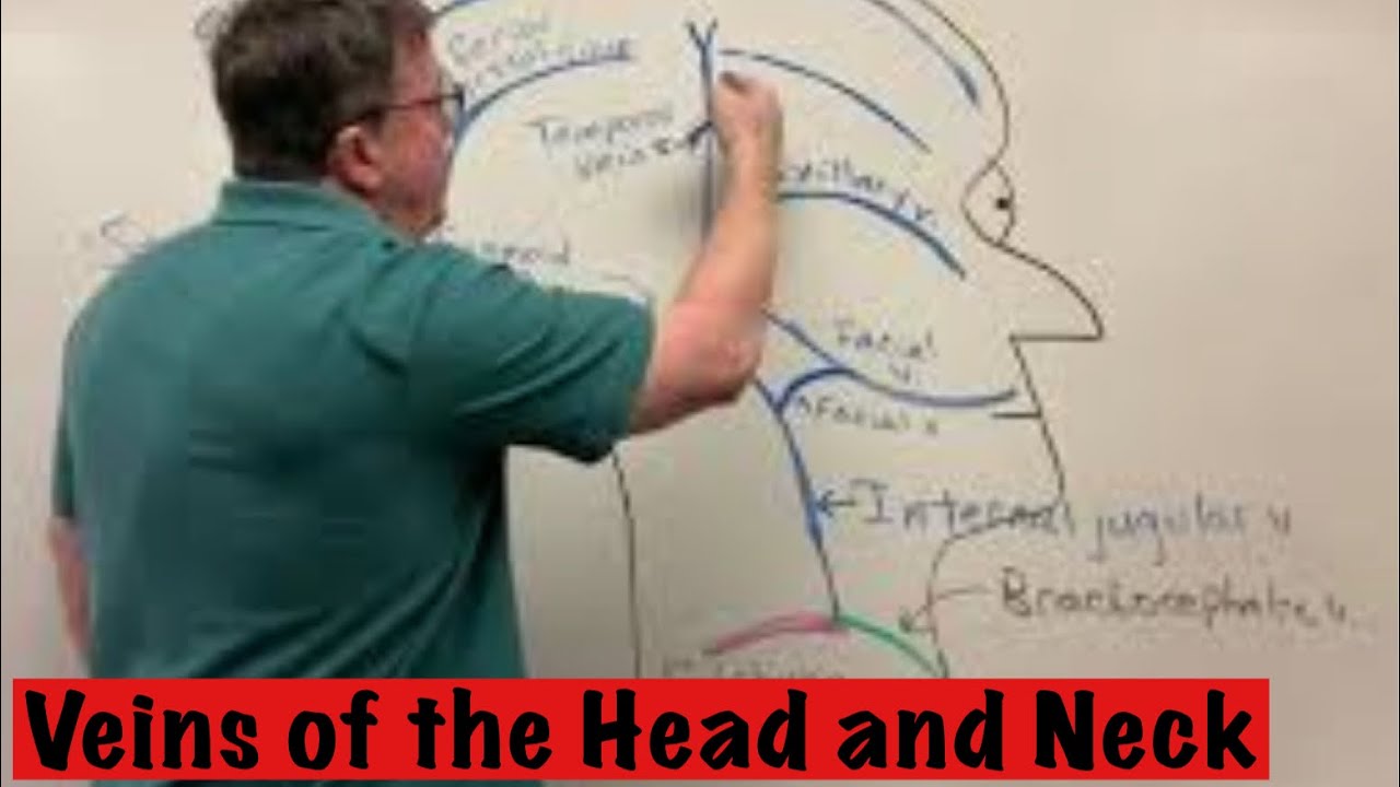 Veins of the head and neck