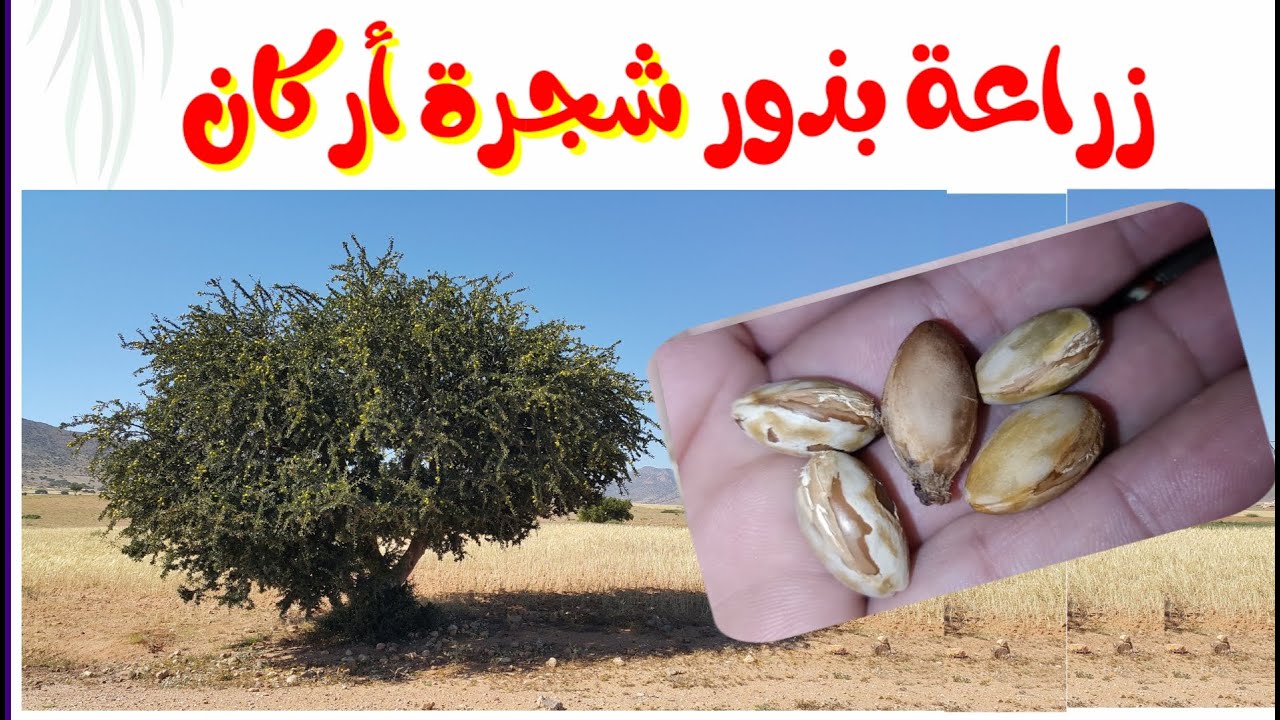 زراعة شجرة الأركان من البذرة How to Grow an Argan Tree from seed