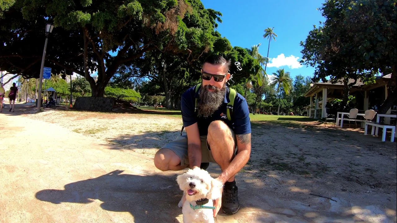 Buster | 1 Year Old Havanese - Shih Tzu Mix | Off Leash K9 Training Hawaii