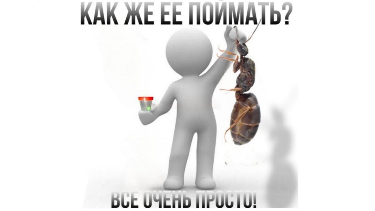 Гайд как легко поймать матку муравьев Lasius Niger | Муравьи Lasius Niger