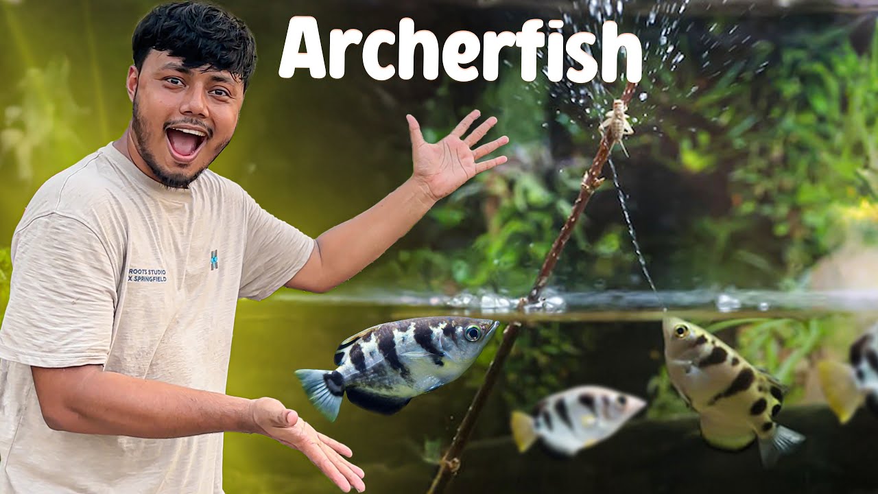 অ্যাকুরিয়ামে এনেছি বুদ্ধিমান শিকারী মাছ - Archerfish