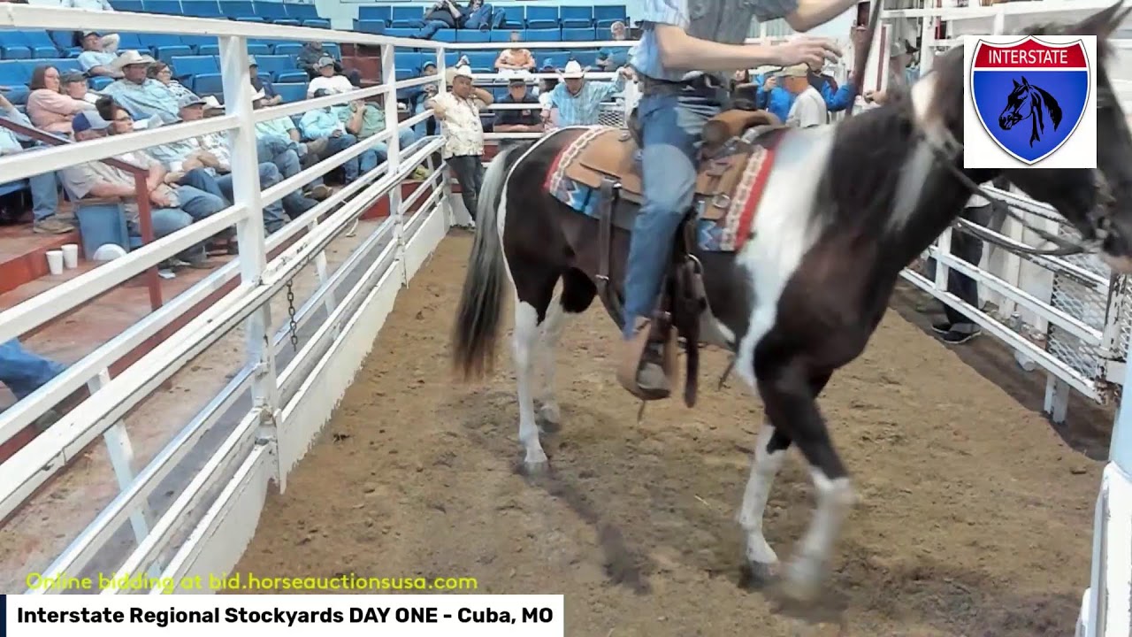 Interstate Regional Stockyards DAY ONE - Cuba, MO