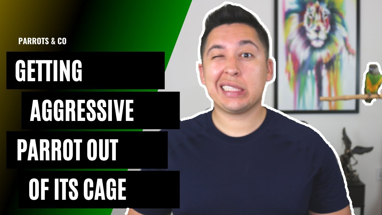 Getting An Aggressive Parrot Out of Its Cage!