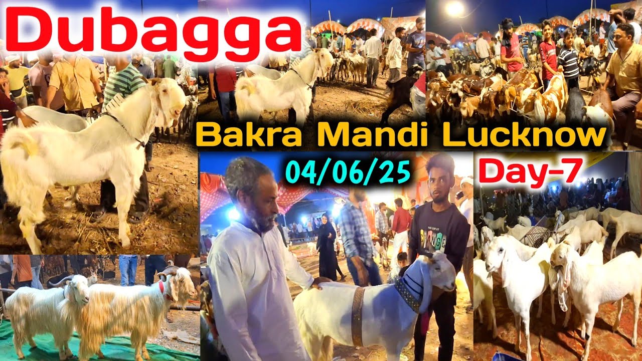 दुबग्गा बकरा मंडी |04/06/25 Day-7 |Dubagga Bakra Mandi Lucknow up |Dubagga Bakra Mandi new video