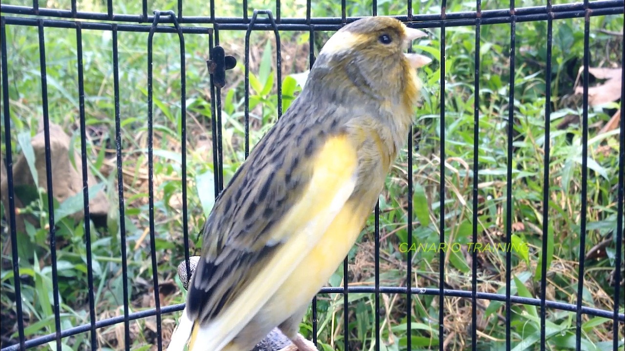 Sessão Sonora Estável Para Canário Belga em Treinamento - canario belga vai cantar muito