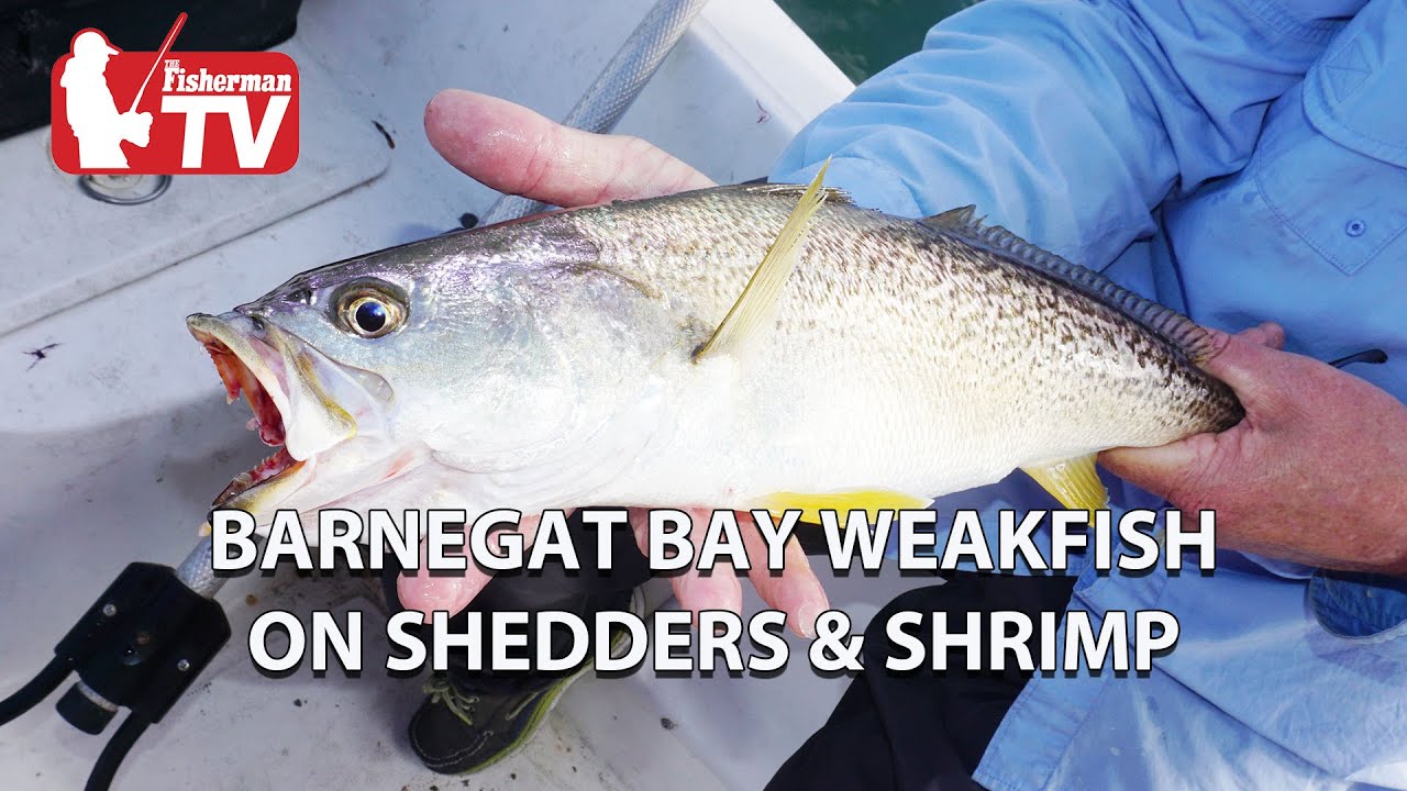 Barnegat Bay Weakfish — «Как» с линяющими и травяными креветками
