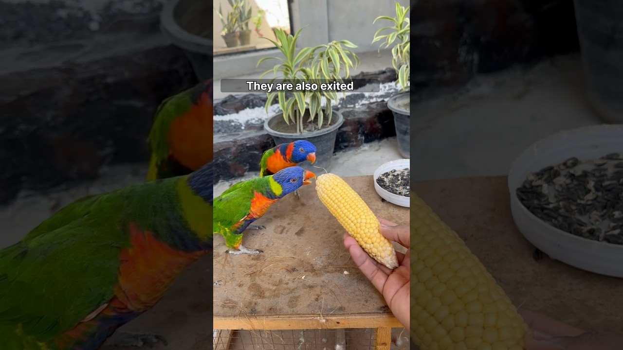 Comida para loros lori #shorts #lorikeet #youtubeshorts