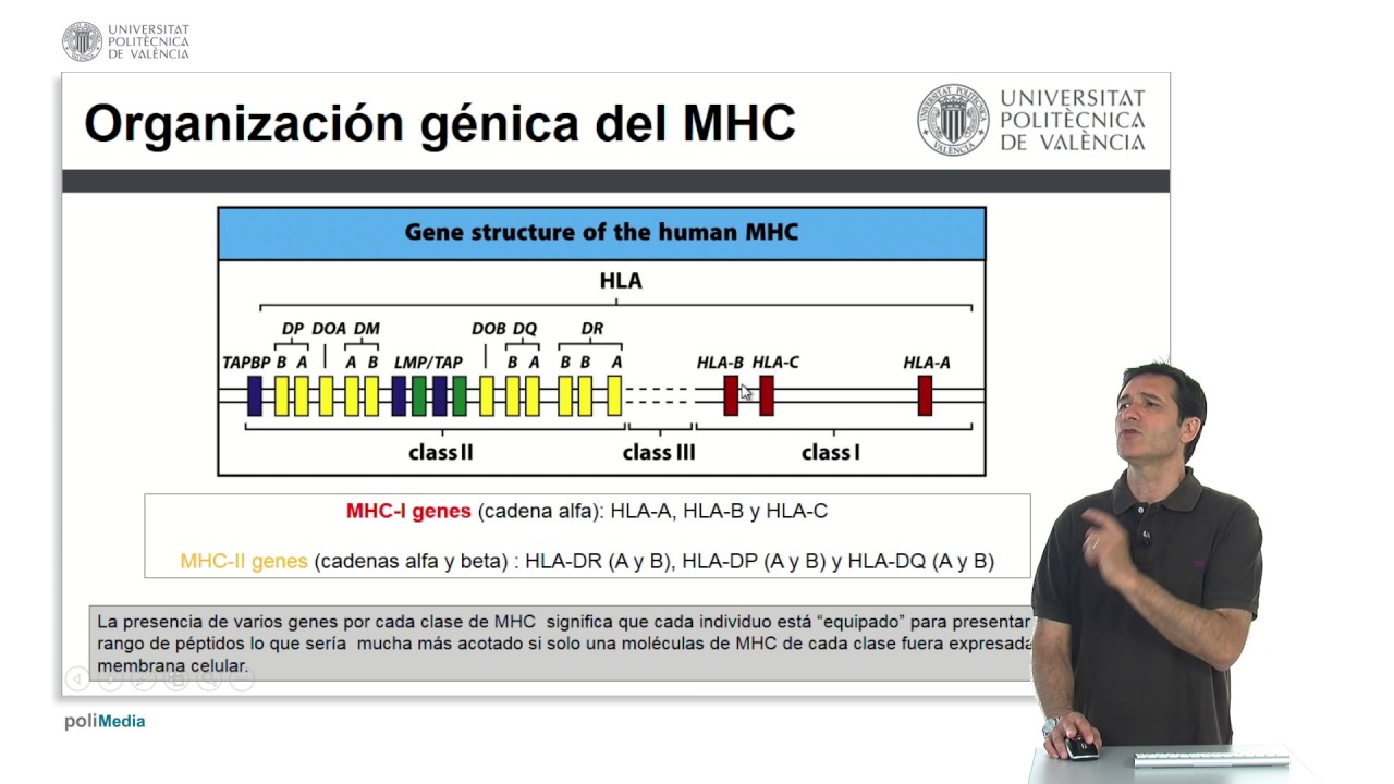 Genética del complejo principal de histocompatibilidad | 13/25 | UPV