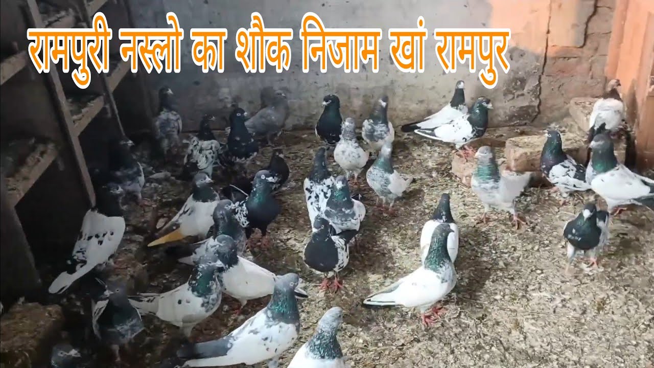 purani rampuri  7520044655 kalanch naslon ka shok nijam bhai ke saath rampur up