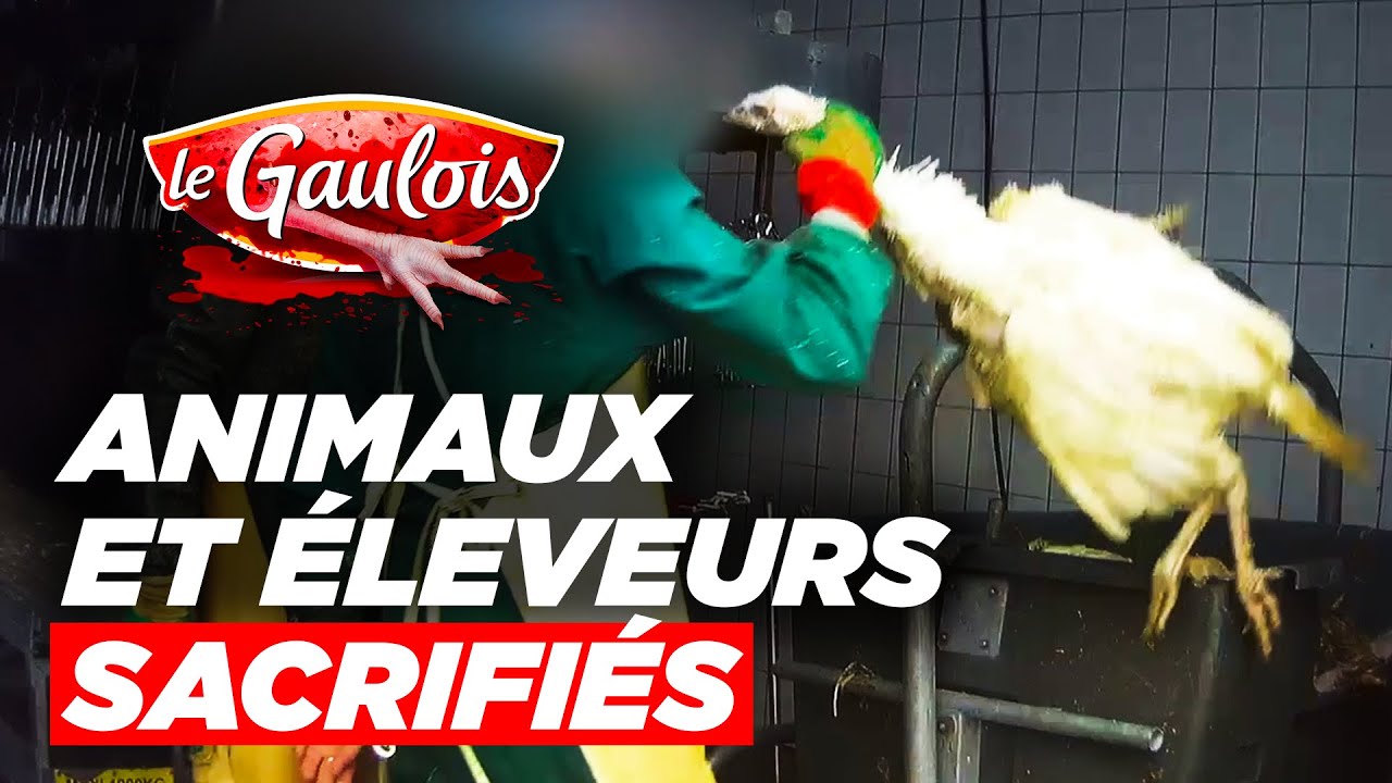 Le Gaulois, la pire des marques de viande de poulet