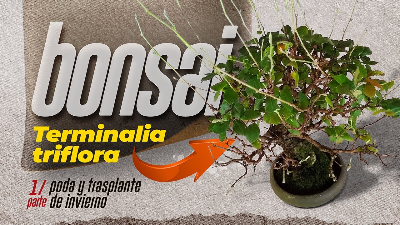 Bonsái de AUTÓCTONAS ARGENTINAS | 1 parte | TERMINALIA TRIFLORA | poda y trasplante