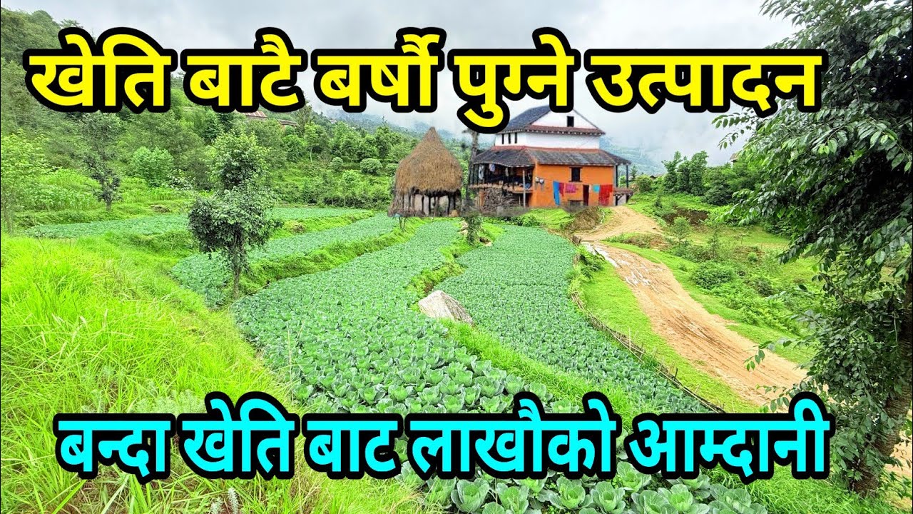 खेति बाटै बर्सौ पुग्ने उत्पादन लाखौ को आम्दानी दङ्ग किसान || Cabbage Farming In Nepal || Karki Binod