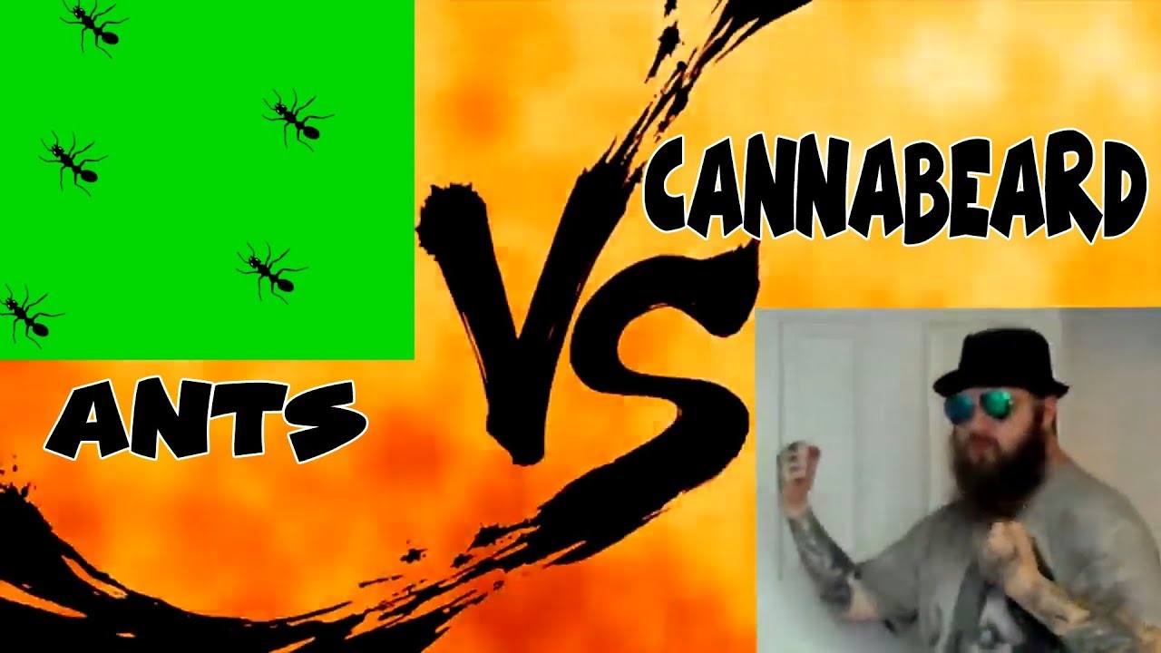 Ants VS CannaBeardGrows & Cannabis Youtuber News