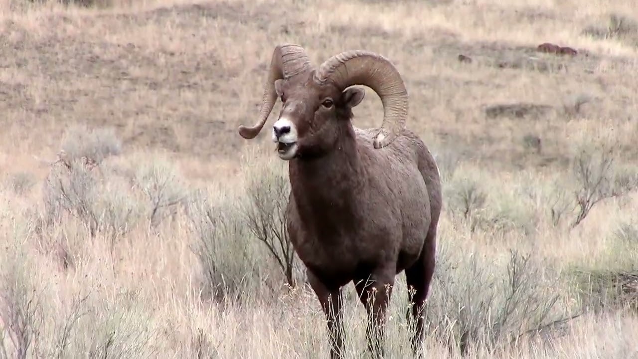 Yellowstone Winter 2026 in 5 Minutes . . . Amazing!