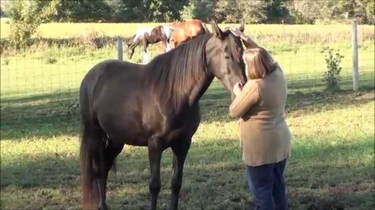 Tennessee Walking Horse Rescue and Rehabilitation
