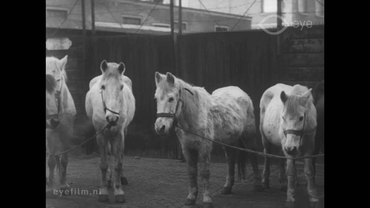 Bewoners en paarden van het woonwagenkamp aan de Binckhorstlaan in Den Haag