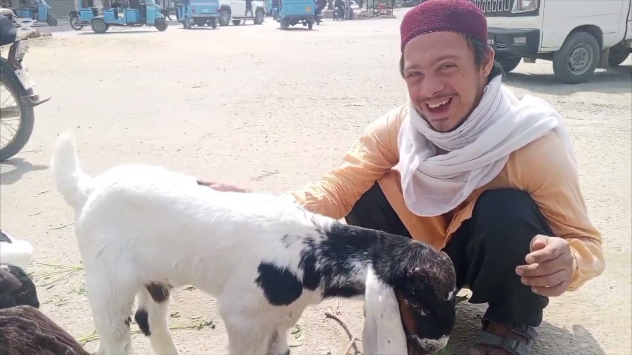 Abu bakar ne Pasand kiye khubsurat bakri ke bacche ❤️#humsubmusafir#vidio 