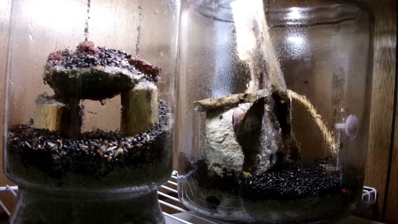 Update On The Aquascapes