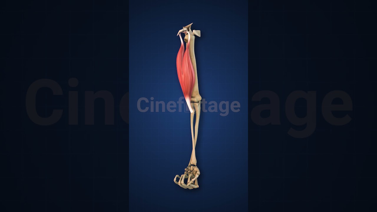 Highlighted Biceps Muscle with Upper Limb stock footage | stock video | Cinefootage