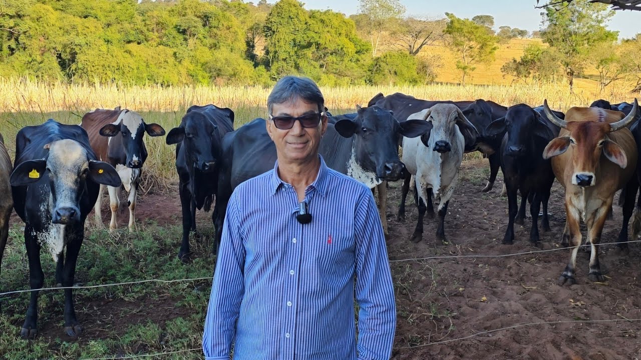 ELE TEM PASTO VERDE O ANO TODO COM CAPIM TIFTON E AZEVEM